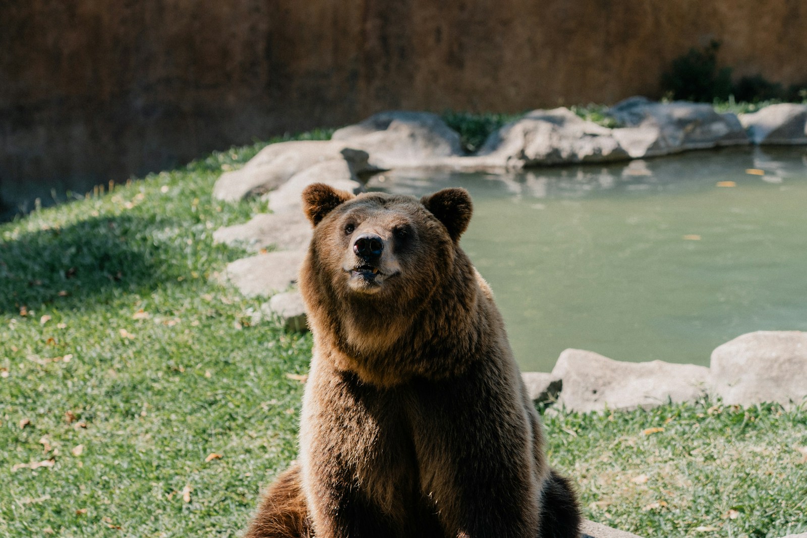 Why Are Black and Brown Bears Being Culled in Southwest Alaska