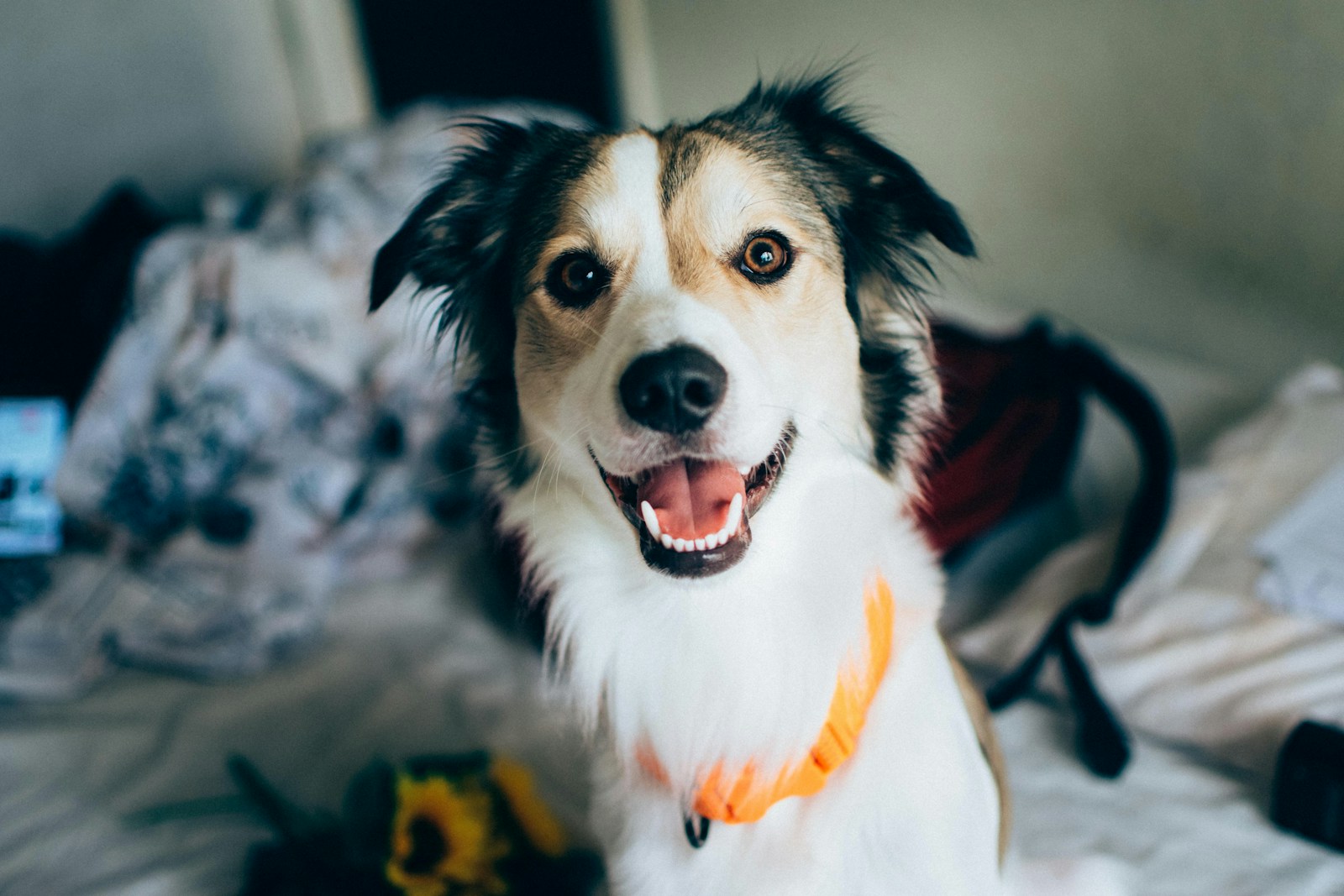 The Dog Breeds That Clash With Certain Zodiac Signs (And Why It Matters)