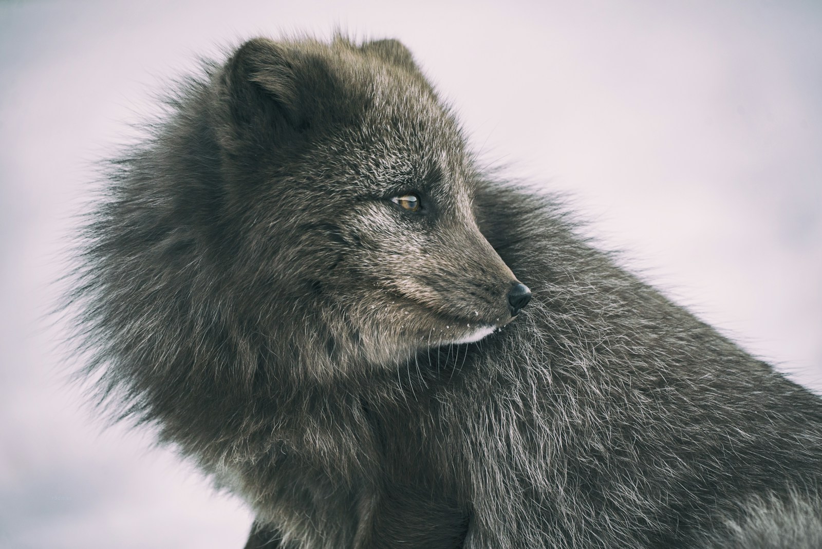 5 US States with the Most Wolverines: