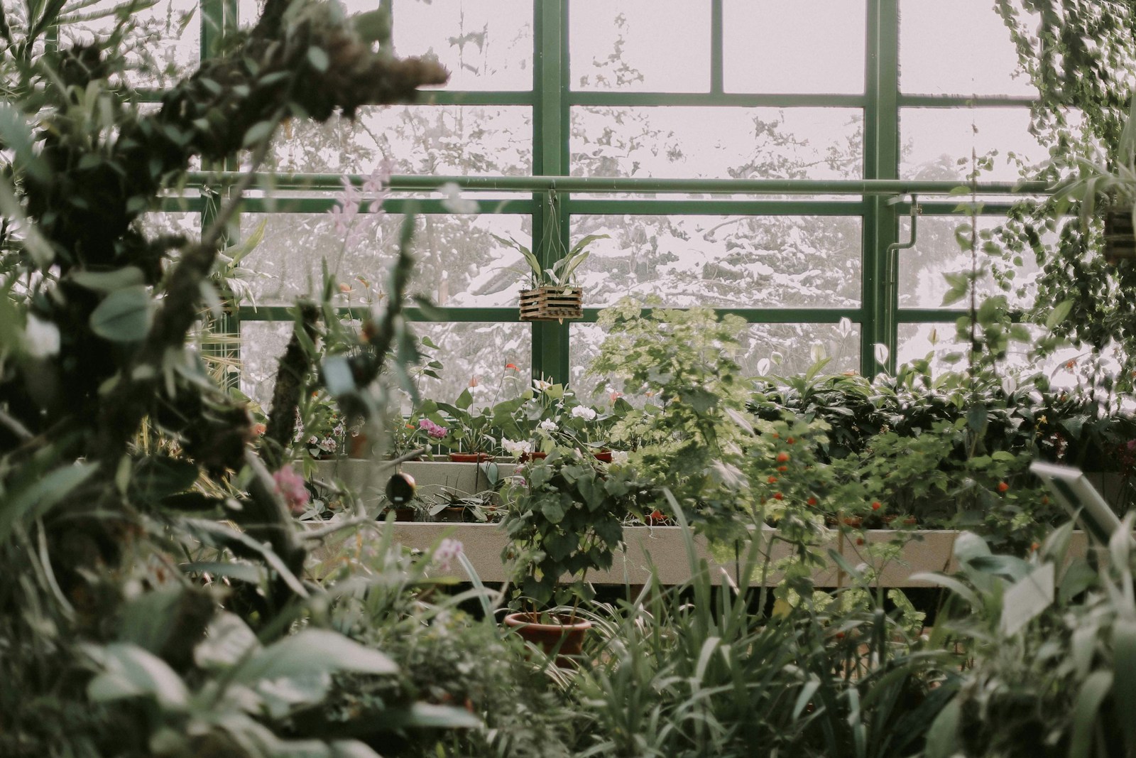 The Mind-Blowing Ways Plants Communicate Without Making a Sound