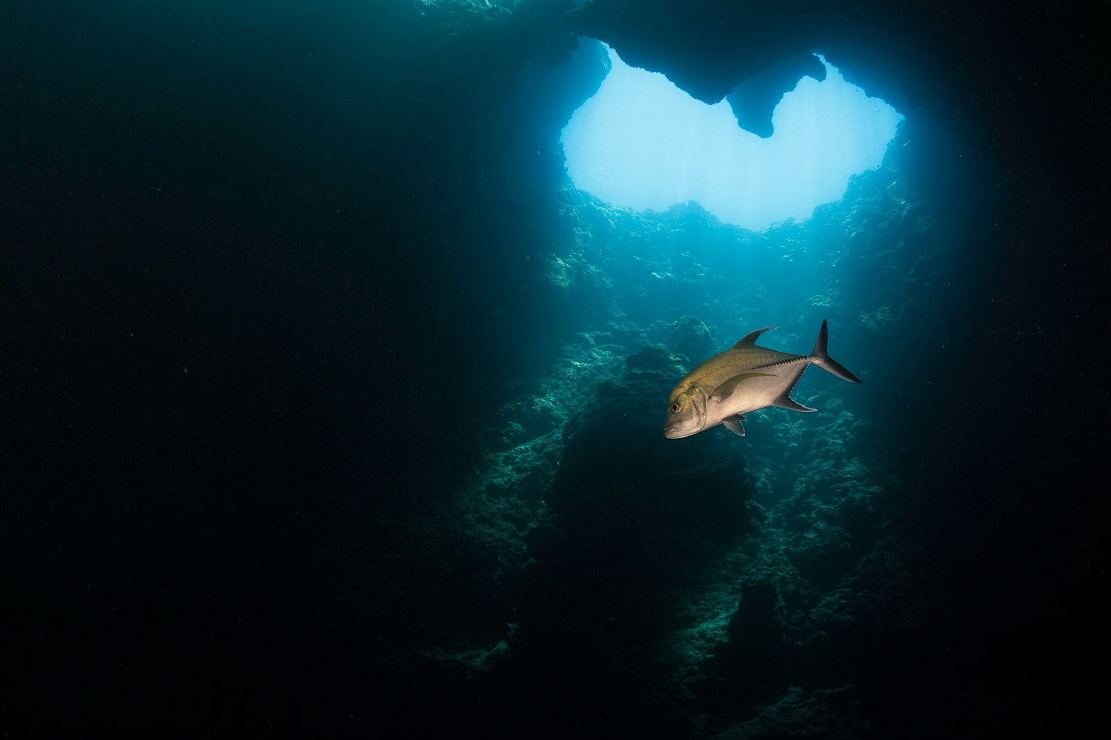 The Deep Ocean’s Best Kept Secrets: New Discoveries From the Abyss