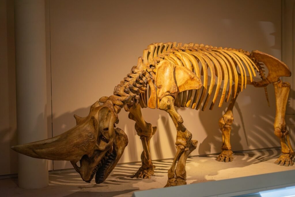 Skeleton of an ancient mammal with large tusks.