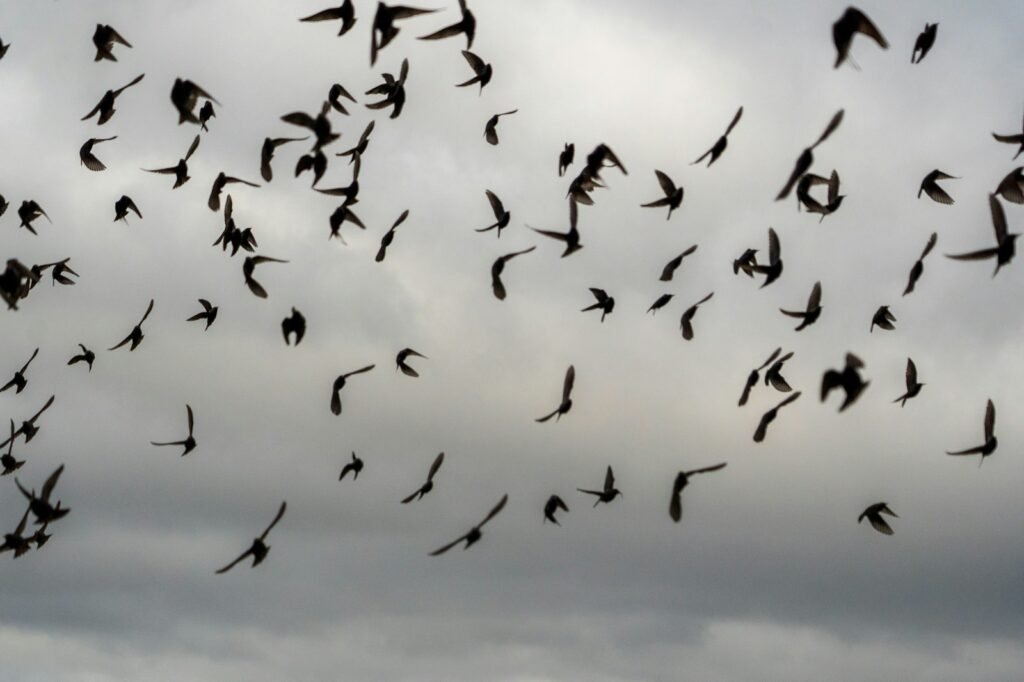 flock of birds flying under blue sky during daytime