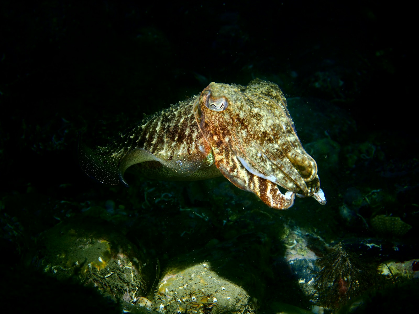 10 Bizarre Sea Creatures That Live in Total Darkness