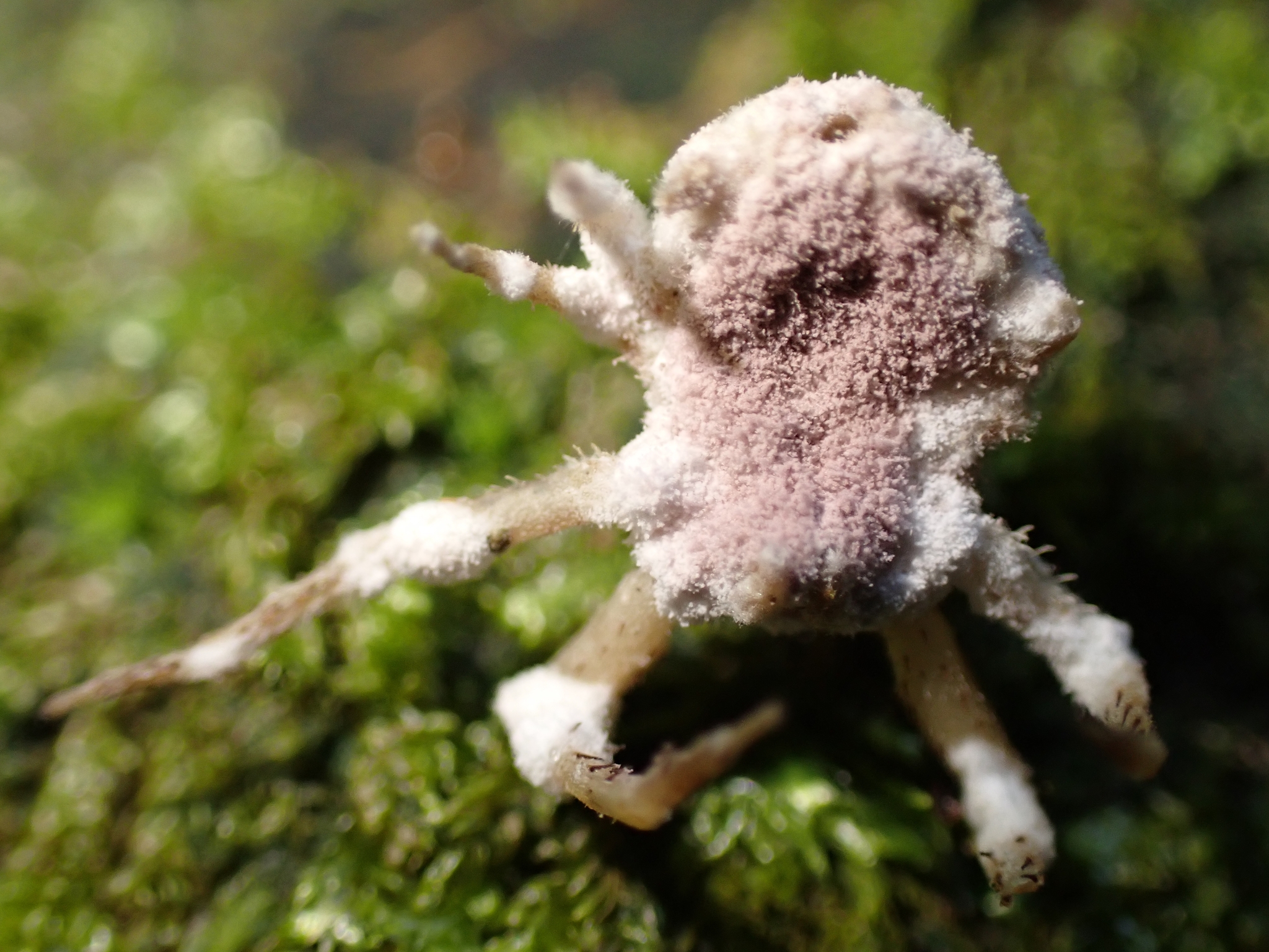 Unveiling a Hidden Fungal Predator: New Purpureocillium Species Targets Trapdoor Spiders in Brazil