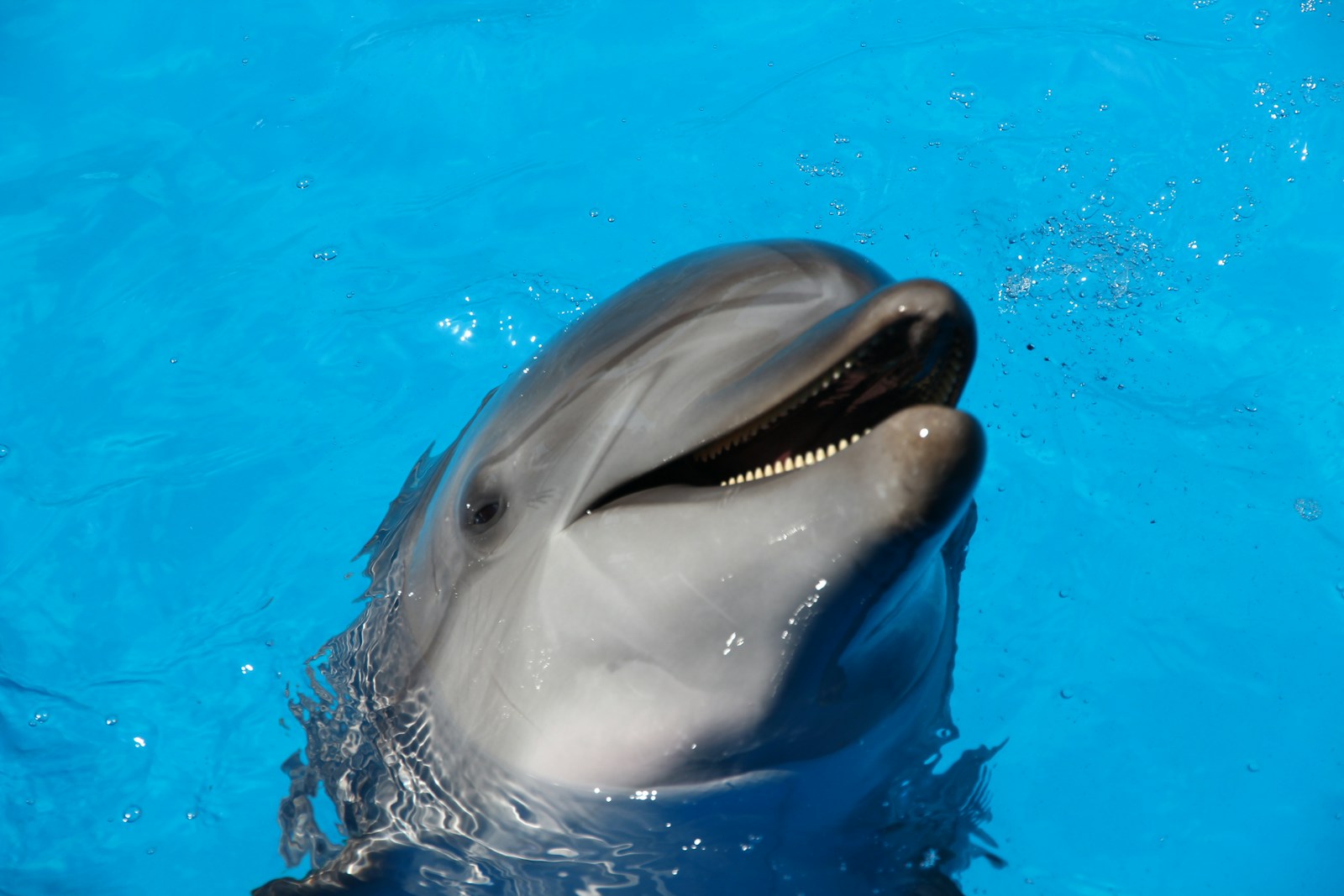 The Smartest Animals on Earth Ranked By Science
