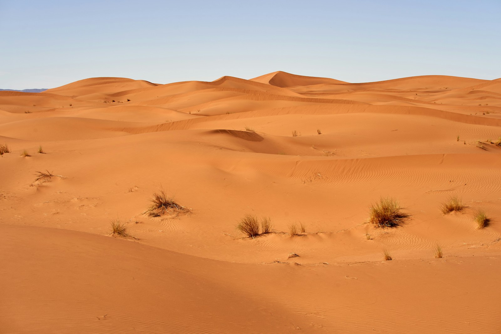 The Sahara Desert Was Once a Lush Paradise: Uncovering Its Green Past