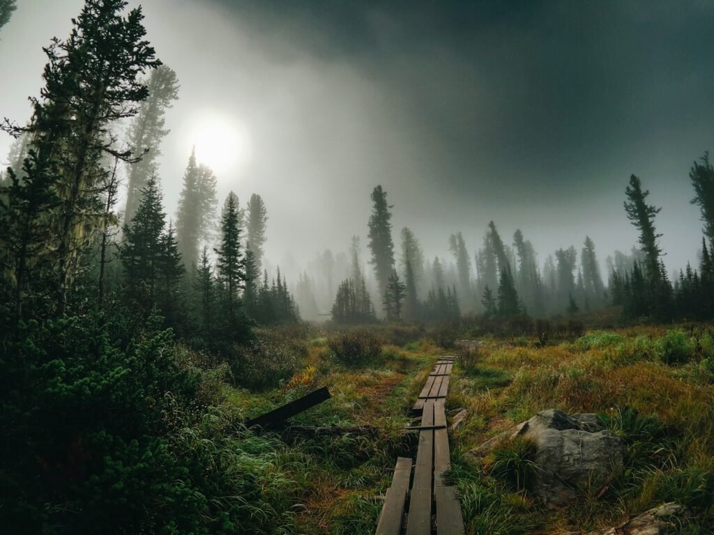 a wooden path through a forest on a foggy day