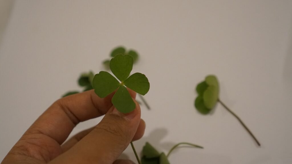 A hand holding a small green leafed plant