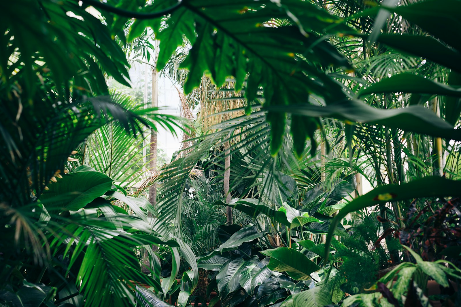 How Plants Communicate: A Hidden World of Connections