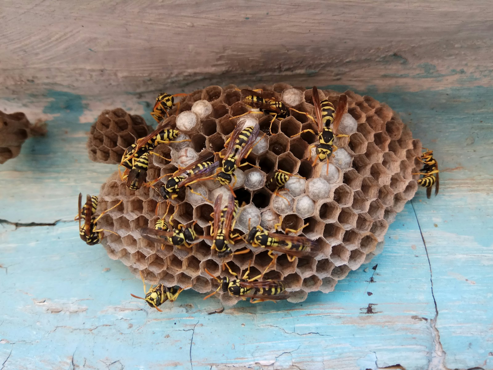 10 Incredible Engineering Feats of the Animal Kingdom That Rival Human Designs
