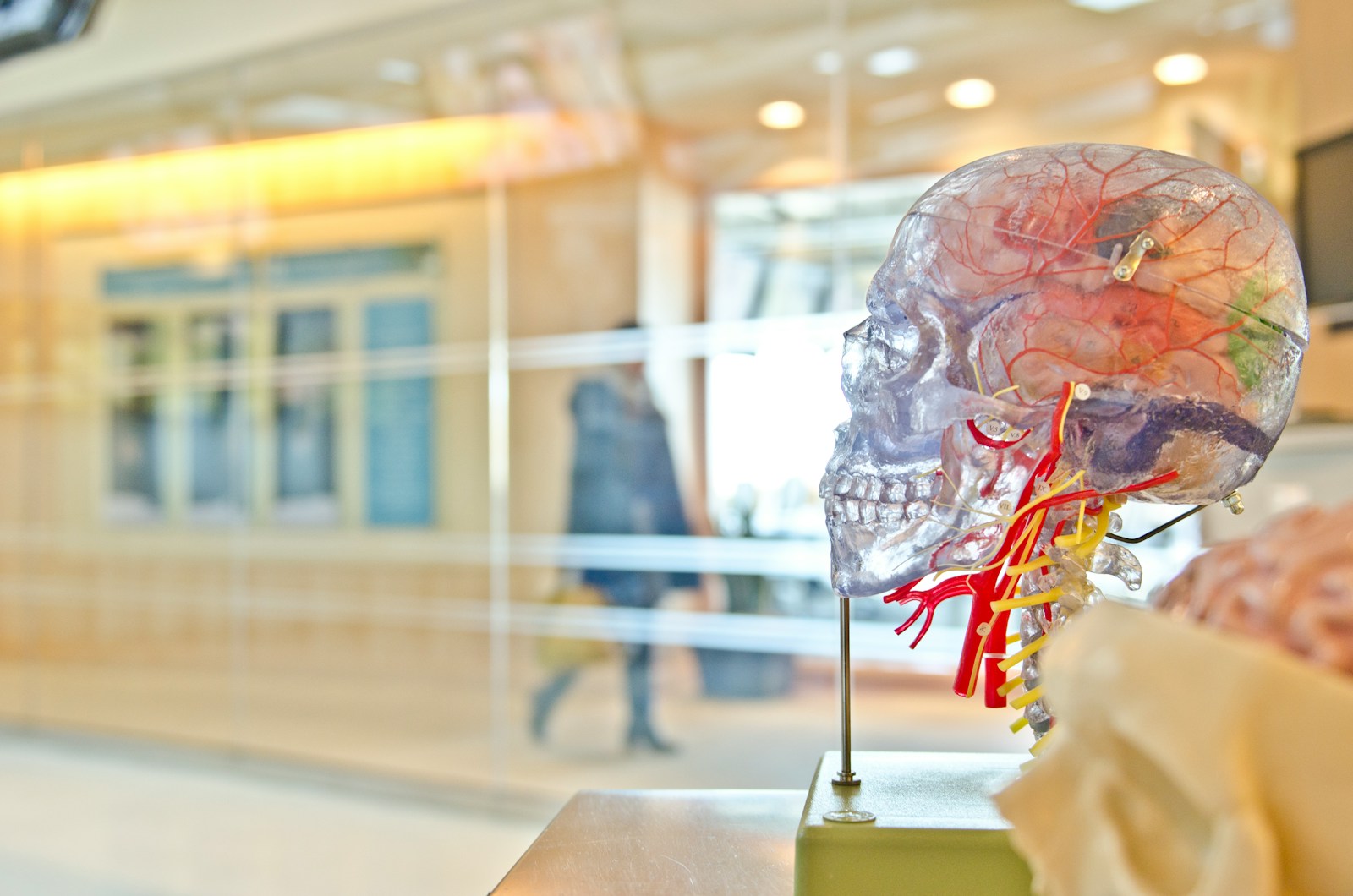 The Human Brain Can Adapt and Change Throughout Life: It’s Never Too Late to Learn