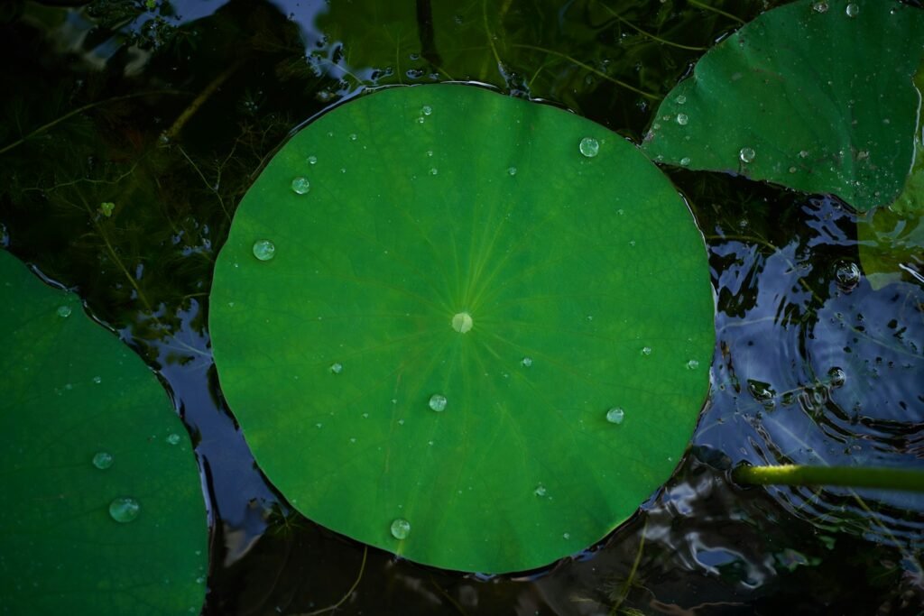 a green leaf floating on top of a body of water