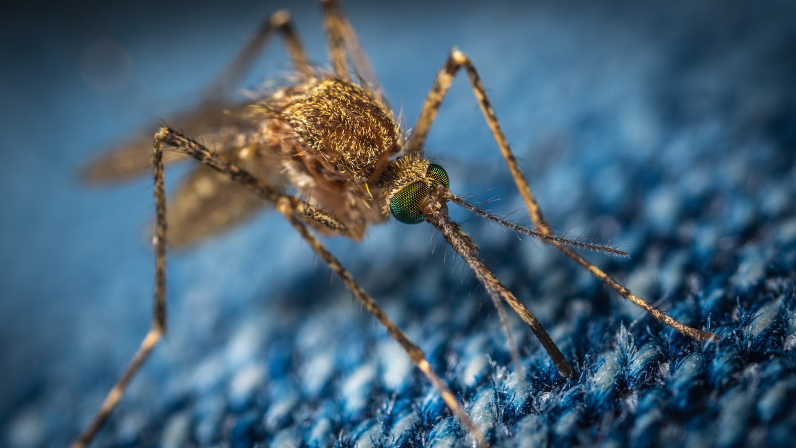 The Most Mosquito-Infested States in America