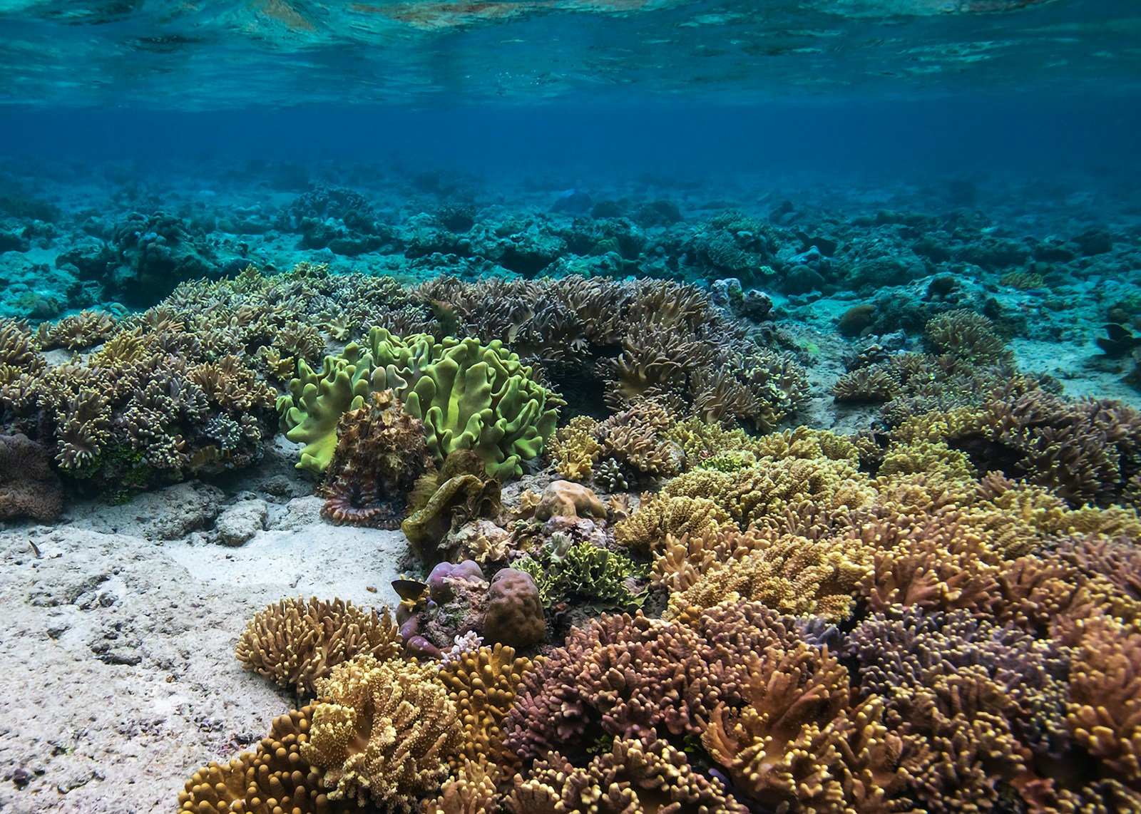 9 Amazing Facts About Coral Reefs: The Ocean’s Vibrant Cities