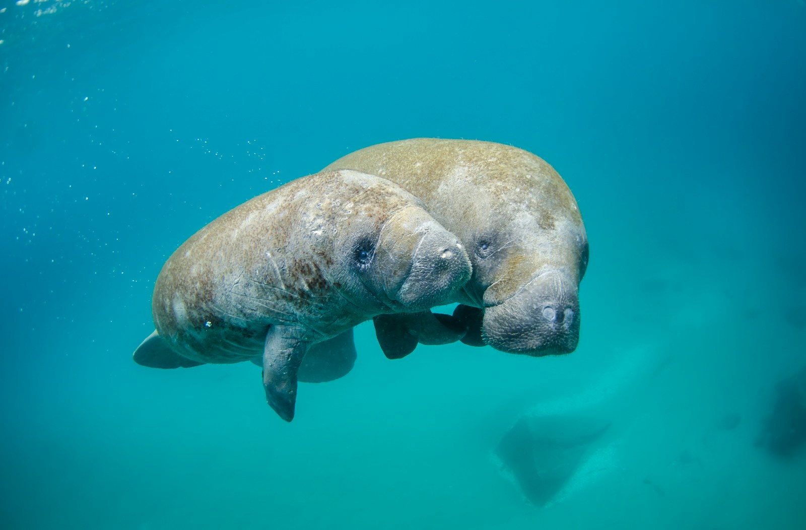 Animals That Thrive in Florida’s Indian River Lagoon