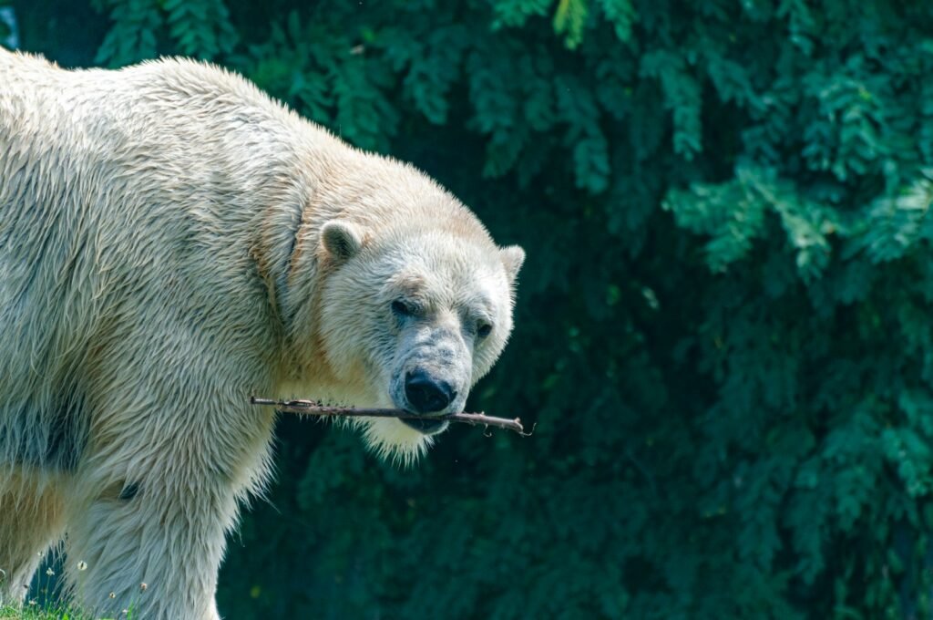 a white polar bear holding a stick in its mouth