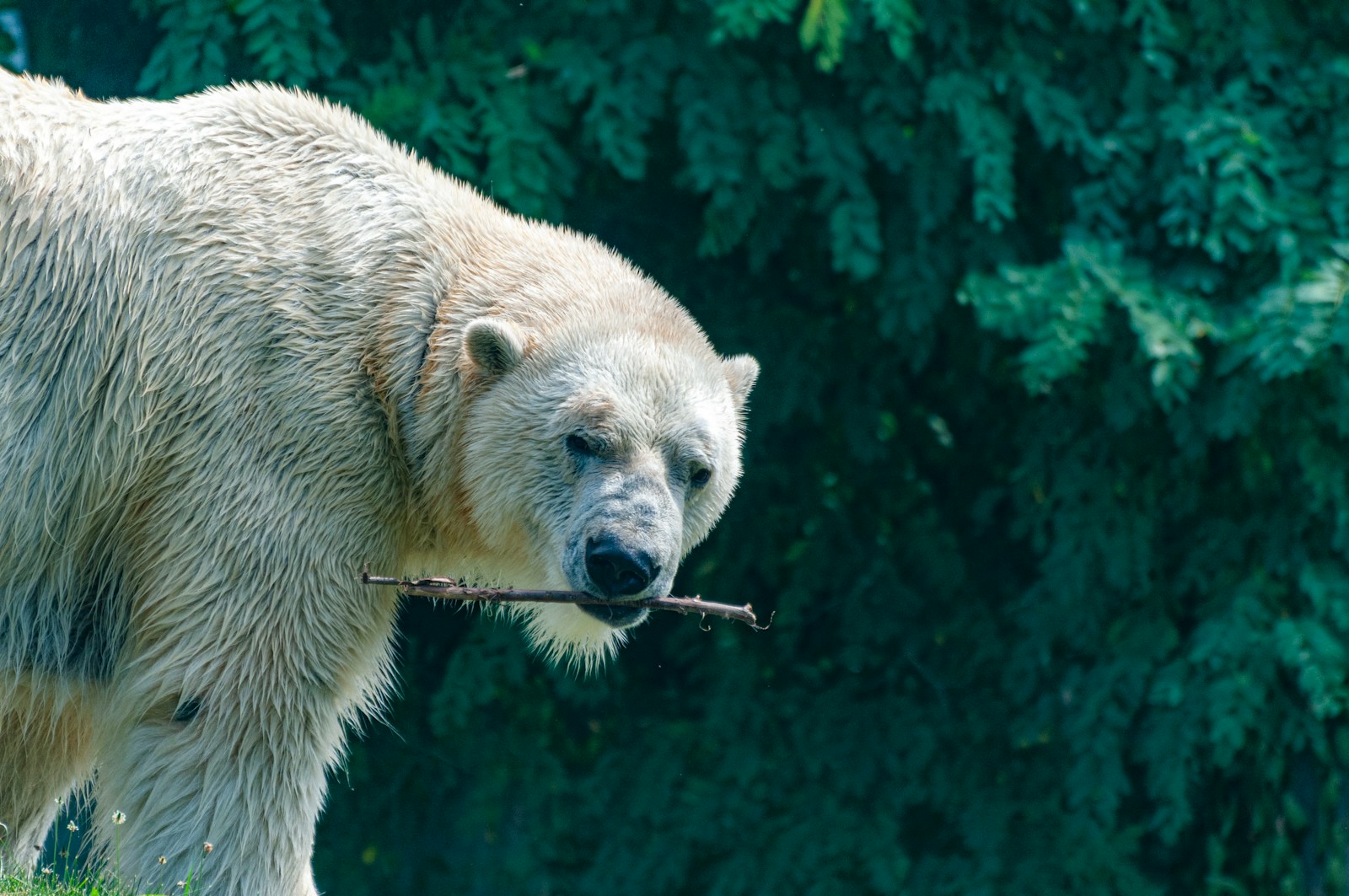 How DNA Changes May Shape the Future of Polar Bears
