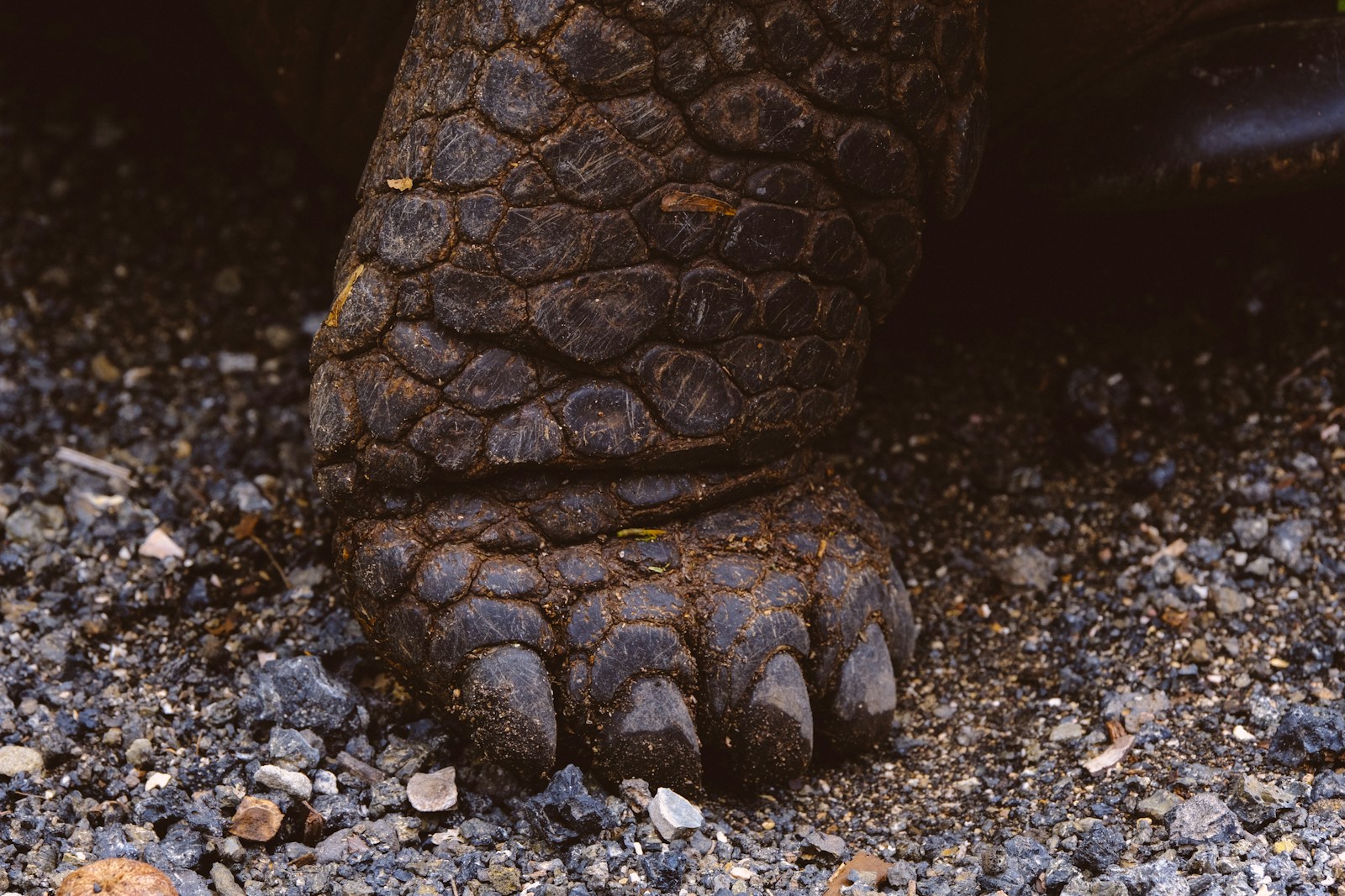 The Mystery of Bigfoot: Science Explores the Legend