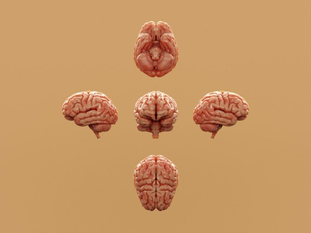 Various perspectives of a human brain are displayed.