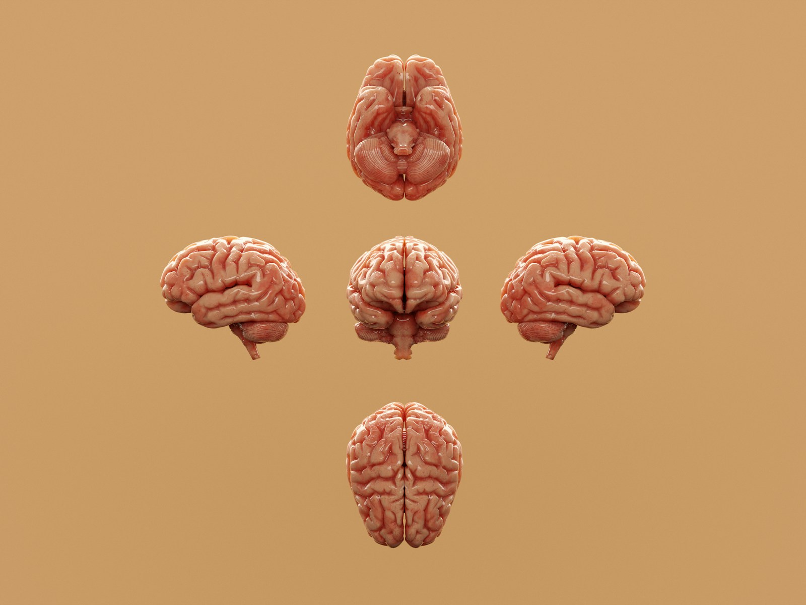 Why Do We Seek Novelty?