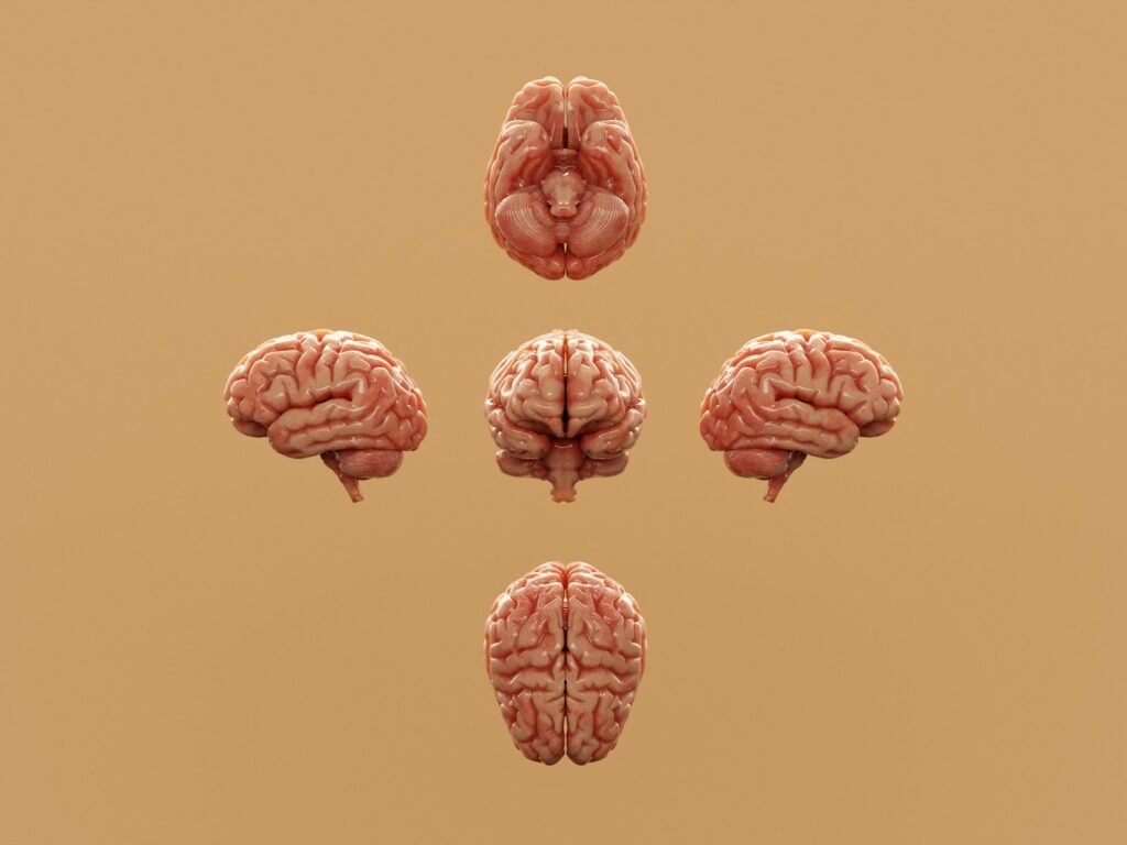 Various perspectives of a human brain are displayed.