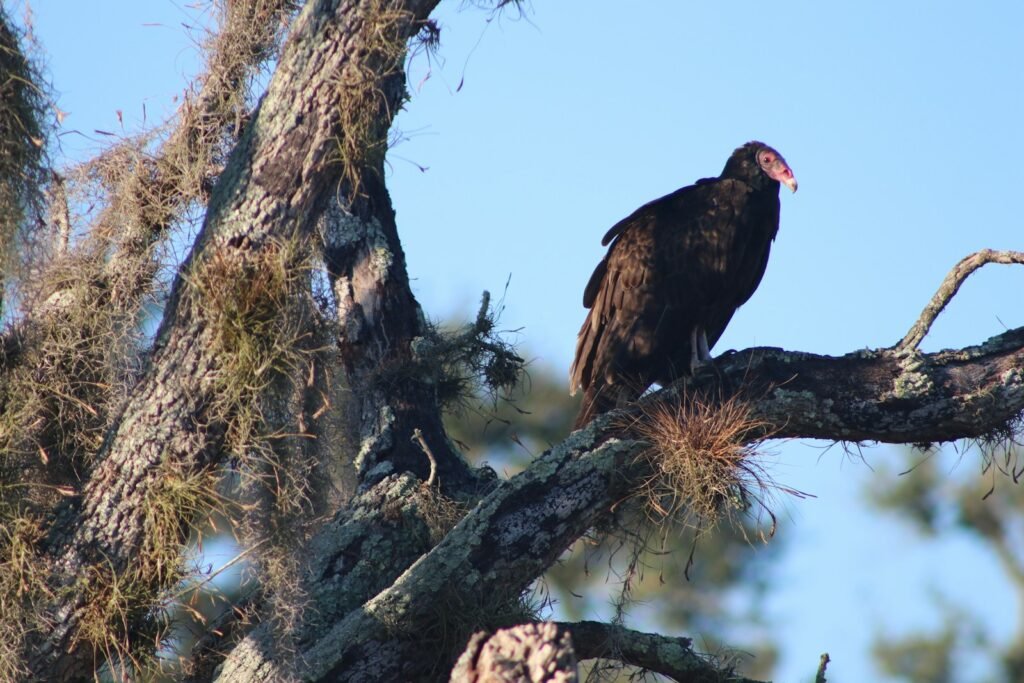 A large black bird perched on top of a tree branch