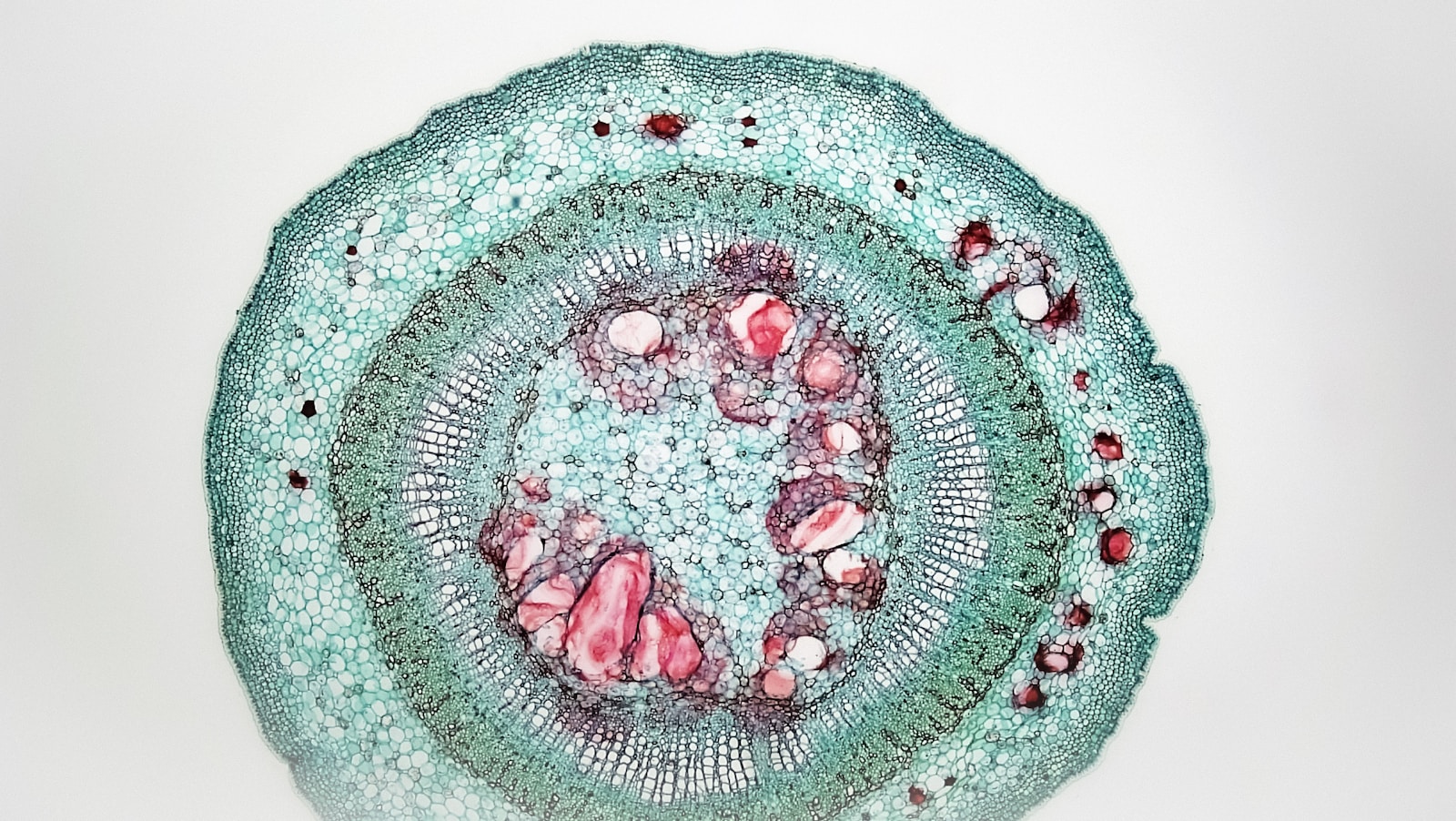 Invisible Worlds: Discovering the Microscopic Universe Around Us