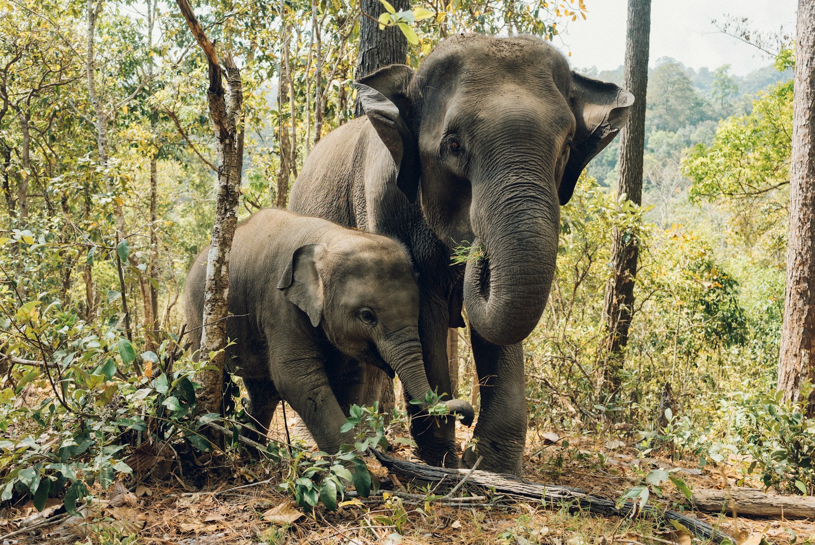 10 Mind-Bending Animal Behaviors That Defy Simple Explanation