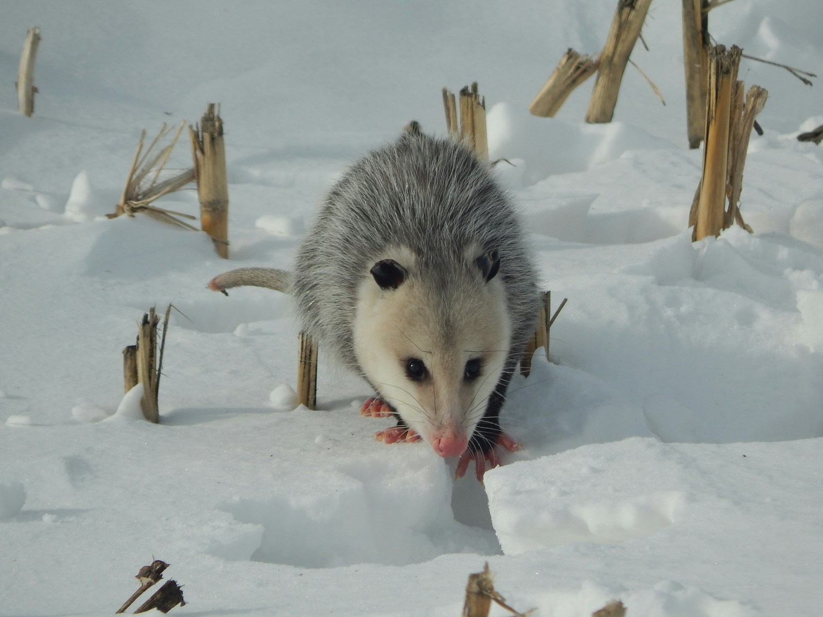 12 Surprising Secrets of the Opossum: North America’s Only Marsupial