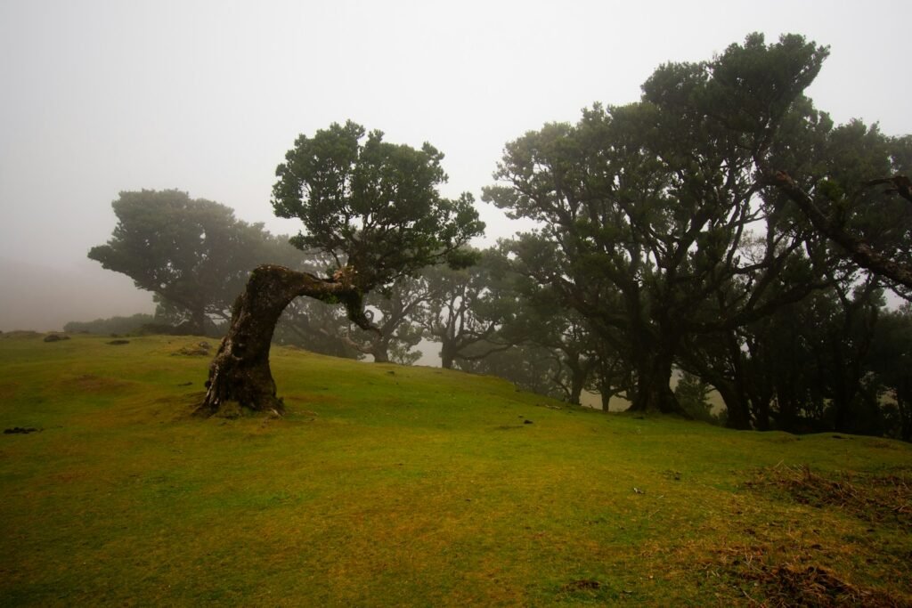 a grassy field with trees on a foggy day