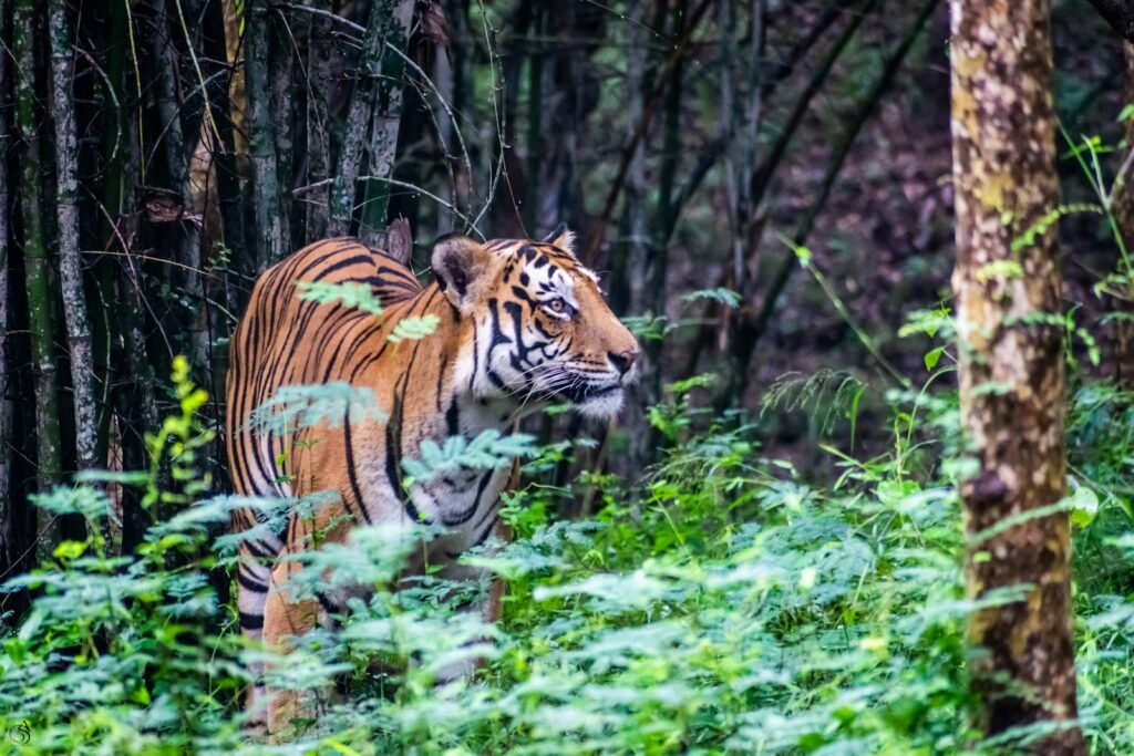 tiger on green grass during daytime