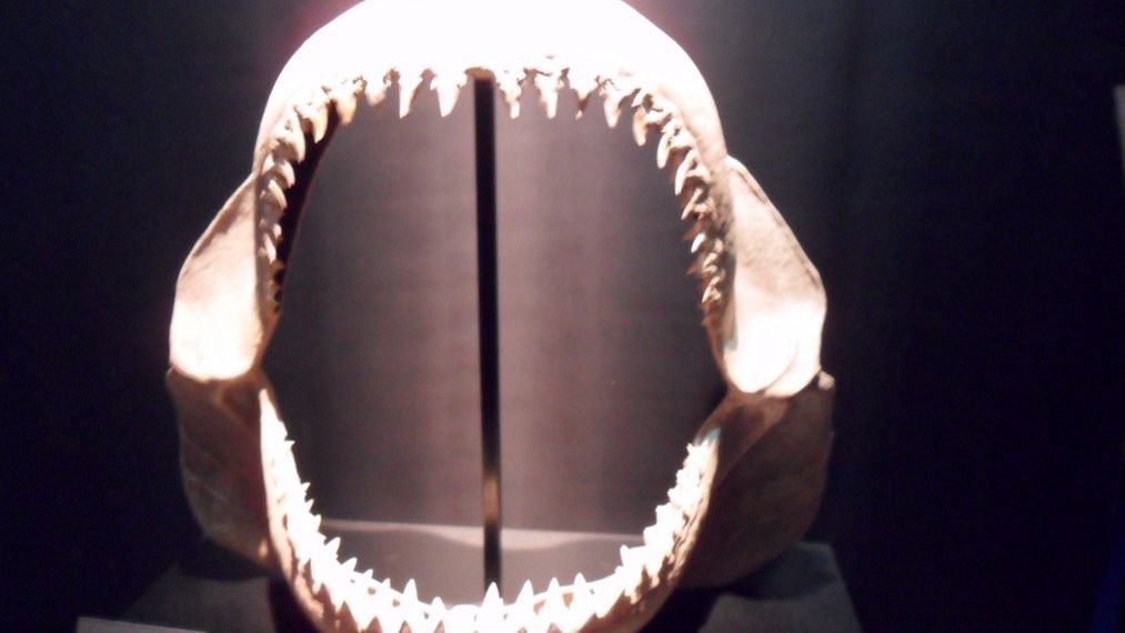 The Ancient Megalodon Was Even More Terrifying Than We Ever Imagined