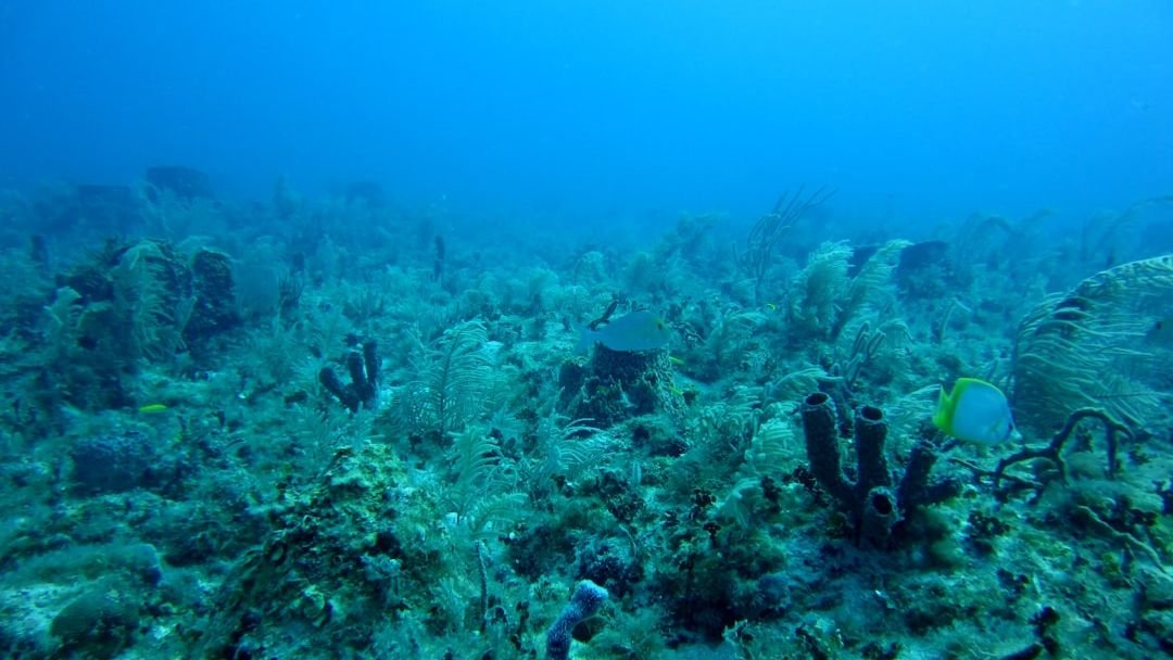 The Deep Ocean Holds Secrets to Life’s Origins We’re Only Beginning to Uncover