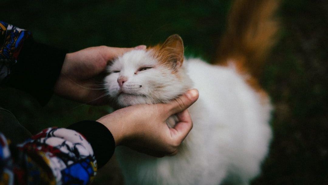 Why Being Kind To Animals Increases Positivity and Builds Character