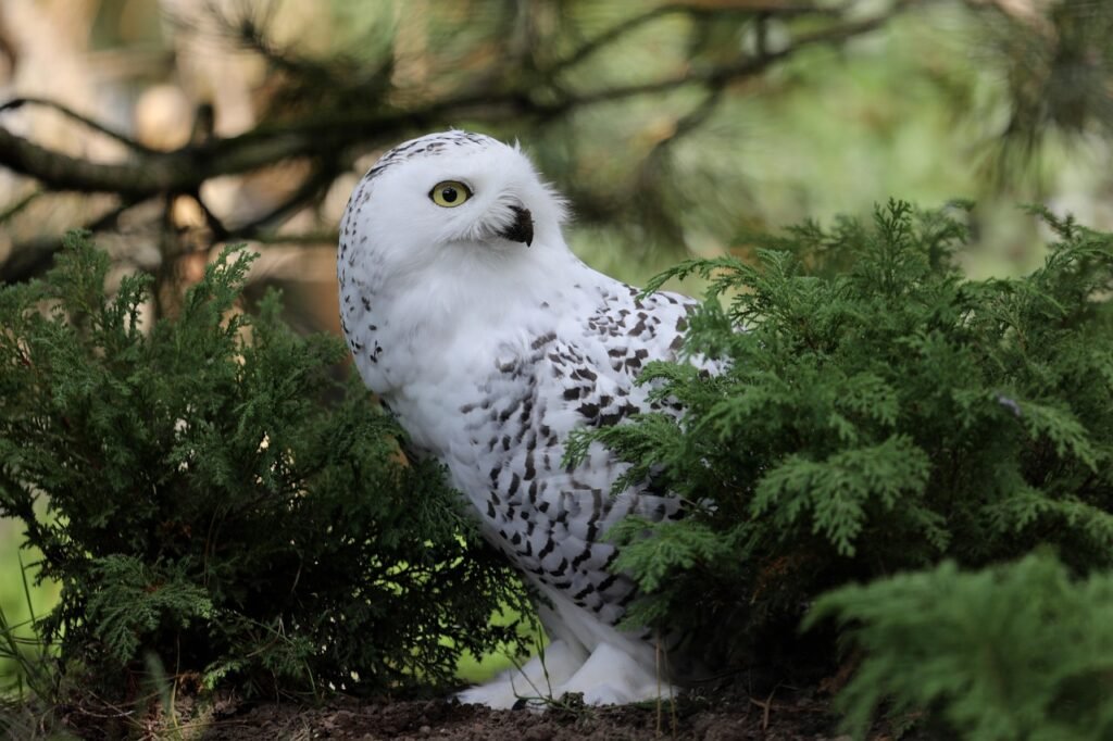 Snowy owl, striped hyena, sharks among migratory species proposed for greater protections