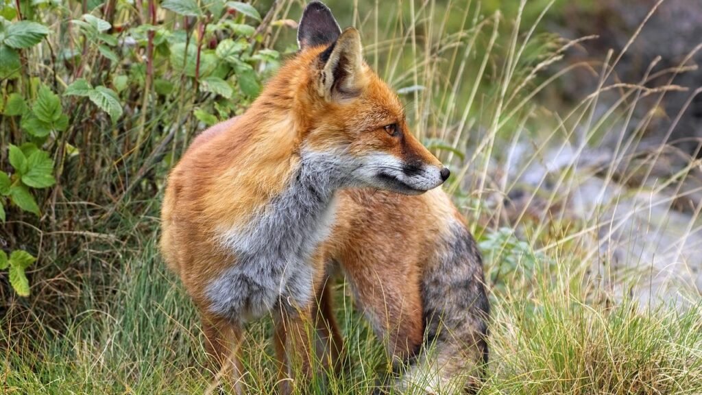 What Predator Best Represents Your Zodiac Sign’s Shadow Instincts