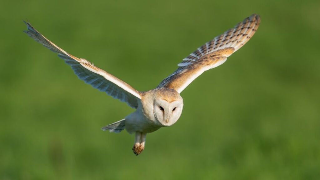 What Bird of Prey Matches Your Zodiac Sign’s Way of Watching Others