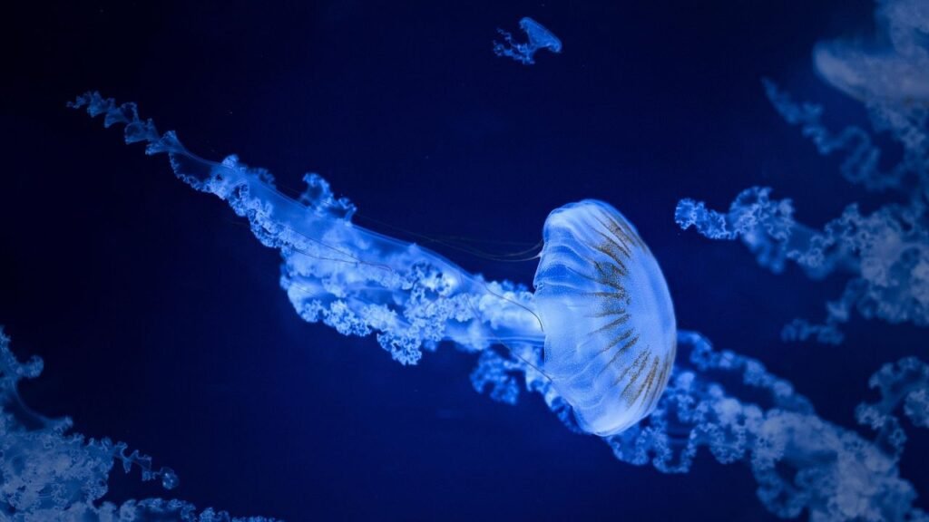 7 Mysteries of the Deep Sea That Continue to Baffle Oceanographers