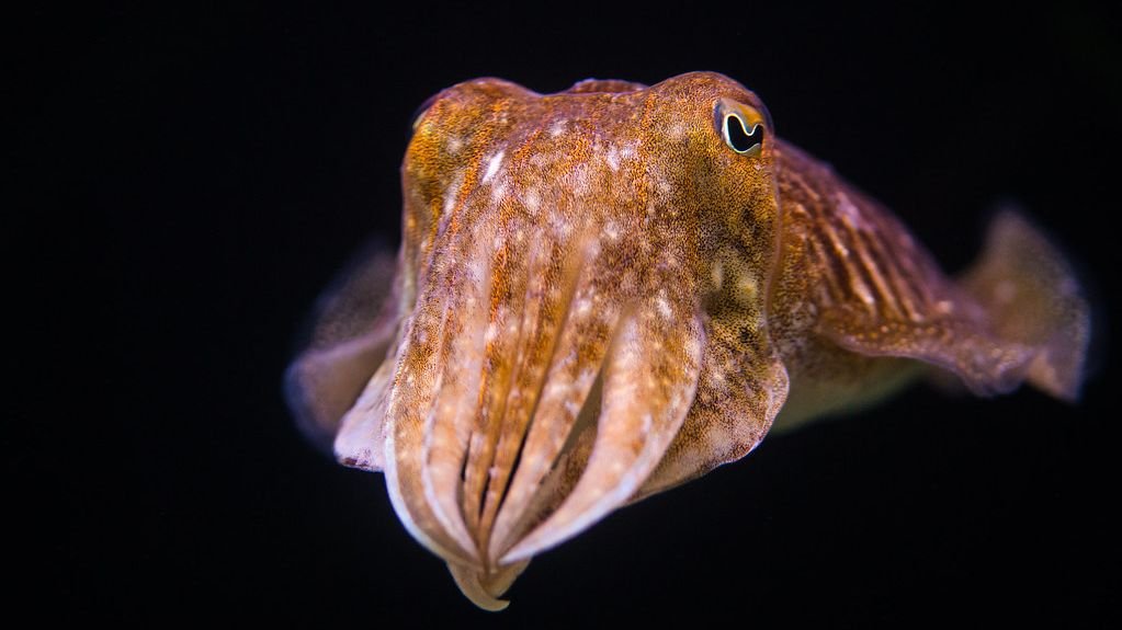 10 Remarkable Adaptations in Nature That Will Leave You Speechless