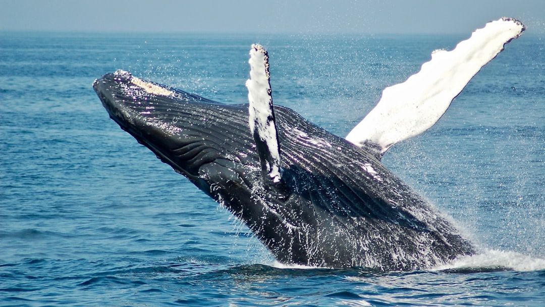10 Bizarre Animal Behaviors Scientists Still Struggle To Understand