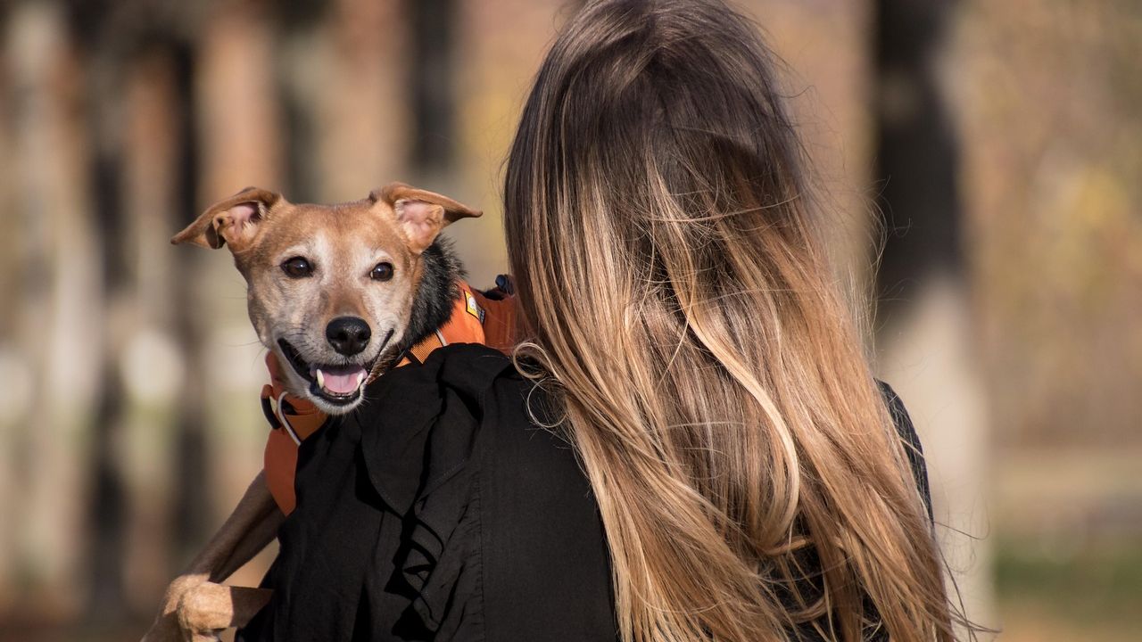 Zodiac Signs That Thrive With Low Maintenance Dogs