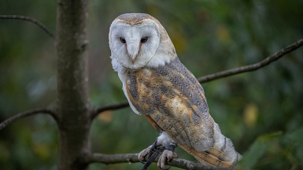 What Wild Animal Reflects Your Zodiac Sign’s Reaction to Stress