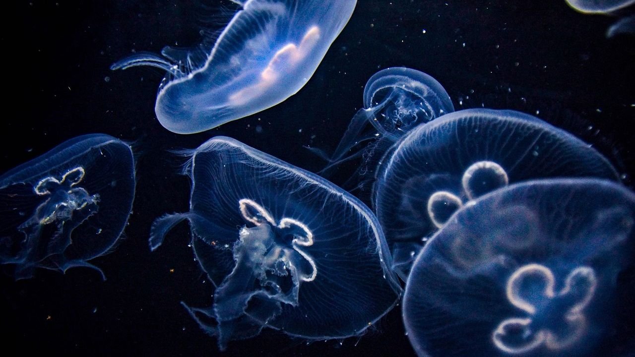 10 Mind-Bending Discoveries About the Ocean’s Deepest Life Forms