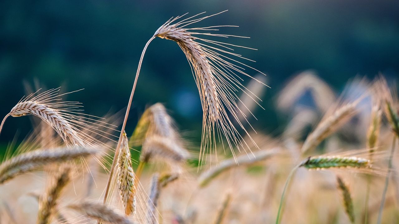5 Scientific Breakthroughs That Could Revolutionize Our Food Supply
