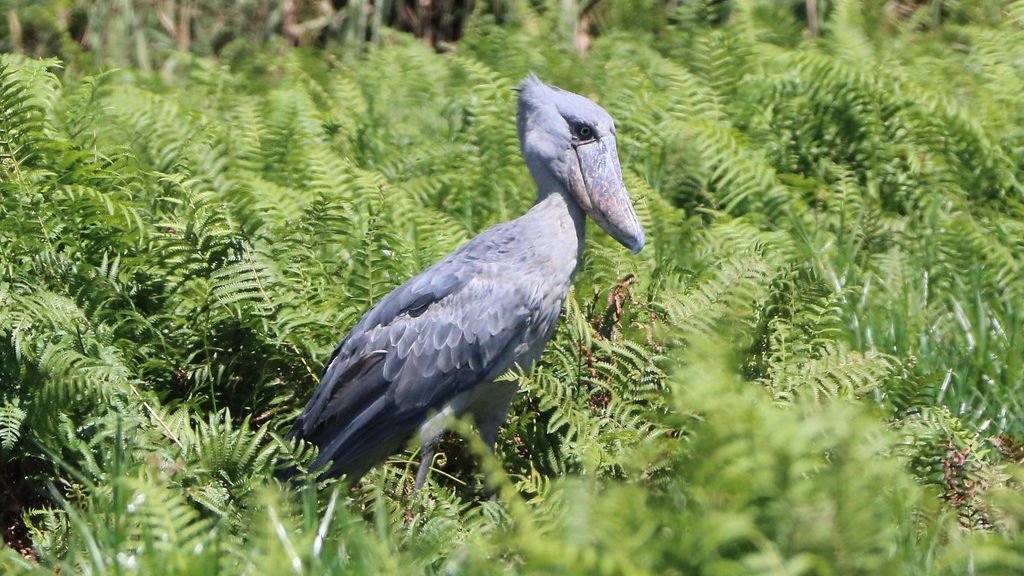 10 Rare Creatures You've Never Heard Of But Need To See