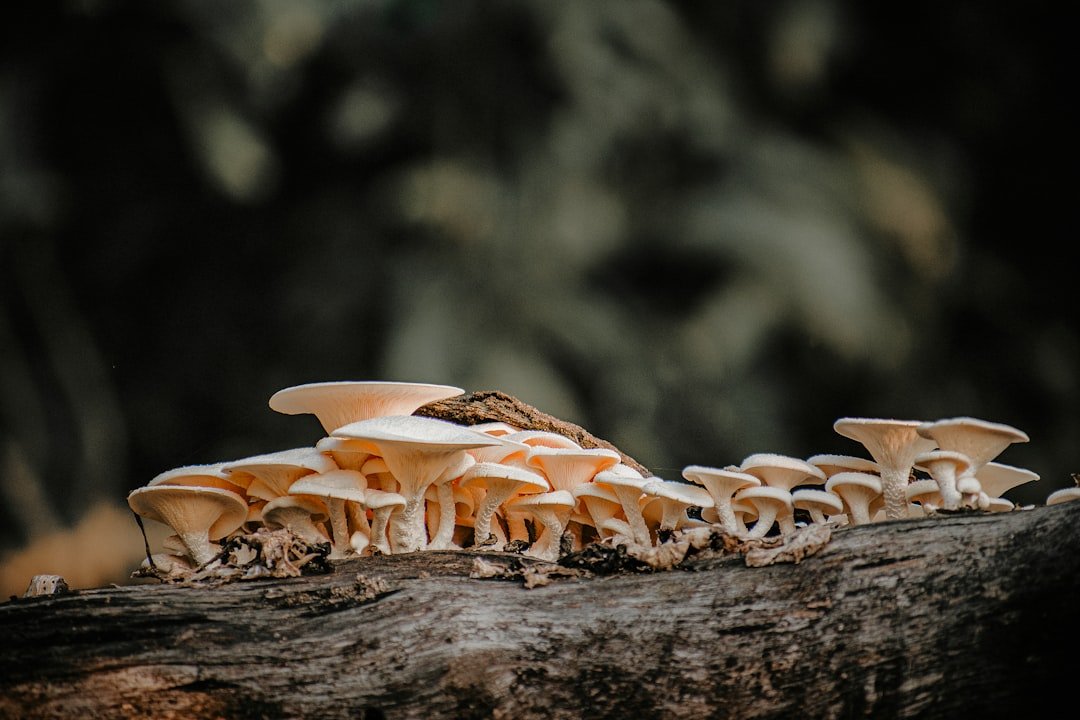 How Carnivores Boost Forest Health by Spreading Fungi Pores