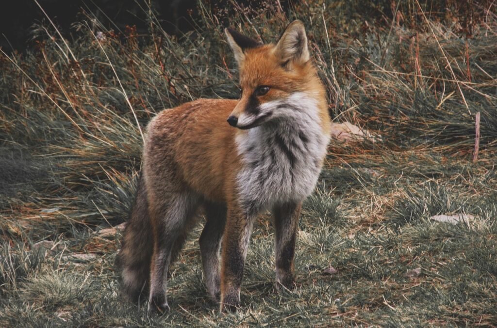 Foxes know the secret to surviving in nearly any habitat