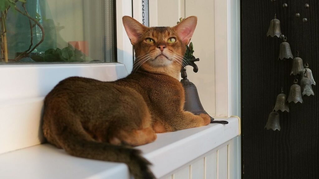 What Cat Breed Embodies Your Sun Sign's Spirit?