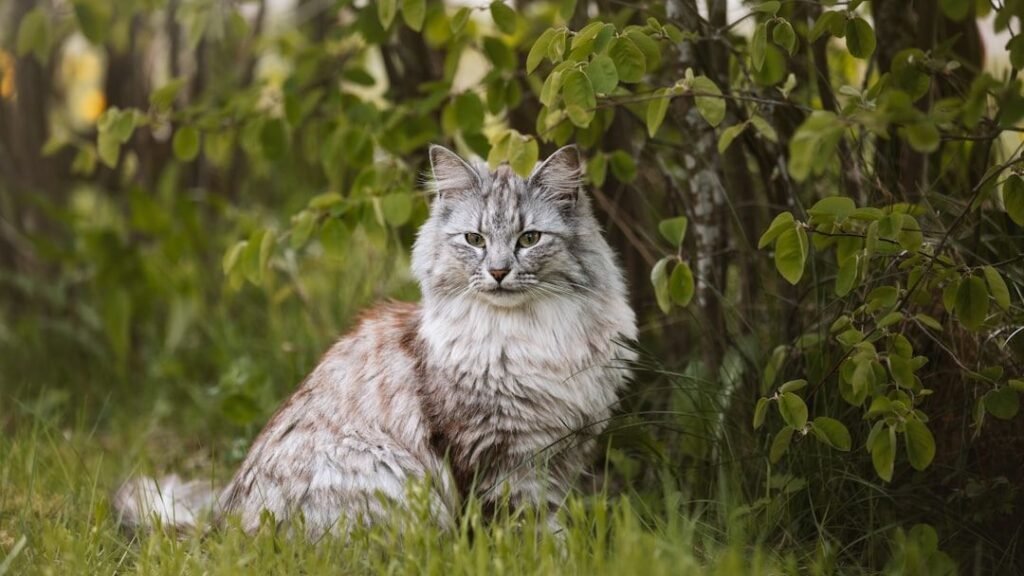 Top Cat Breeds for Every Zodiac Element - Fire to Water
